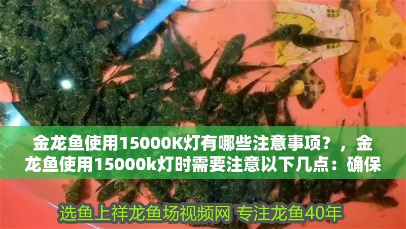 詳細閱讀:金龍魚使用15000K燈有哪些注意事項?,金龍魚使用15000k燈時需要注意以下幾點:確保燈具的功率與金龍魚魚缸的大小相匹配 金龍魚使用15000K燈有哪些注意事項?,金龍魚使用15000k燈時需要注意以下幾點:確保燈具的功率與金龍魚魚缸的大小相匹配