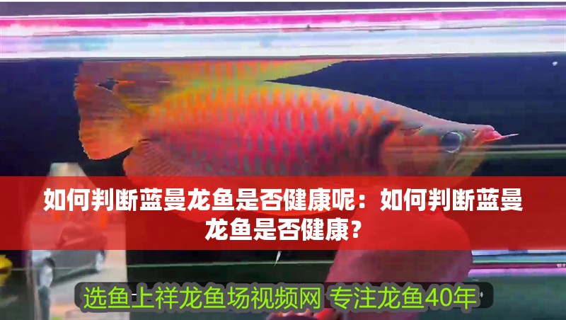 如何判斷藍(lán)曼龍魚(yú)是否健康呢：如何判斷藍(lán)曼龍魚(yú)是否健康？