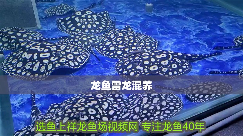 龍魚雷龍混養