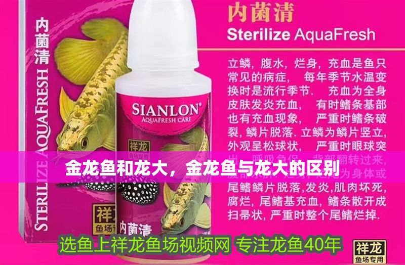 金龍魚和龍大，金龍魚與龍大的區(qū)別