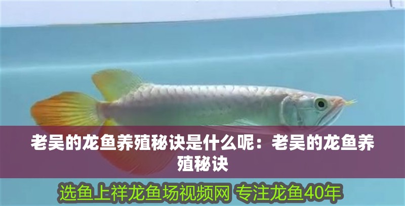 老吳的龍魚養殖秘訣是什么呢：老吳的龍魚養殖秘訣