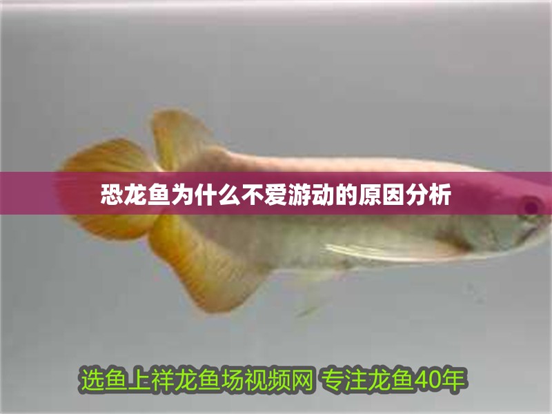 恐龍魚為什么不愛游動的原因分析