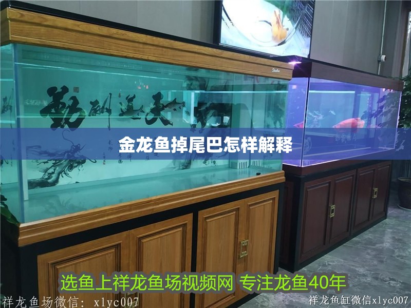 金龍魚(yú)掉尾巴怎樣解釋