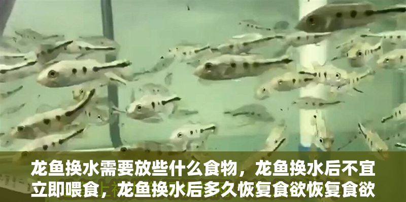 龍魚(yú)換水需要放些什么食物，龍魚(yú)換水后不宜立即喂食，龍魚(yú)換水后多久恢復(fù)食欲恢復(fù)食欲