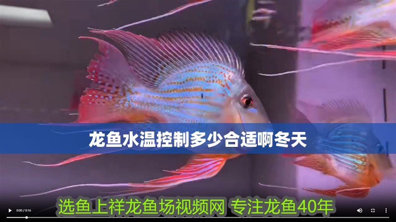 龍魚(yú)水溫控制多少合適啊冬天
