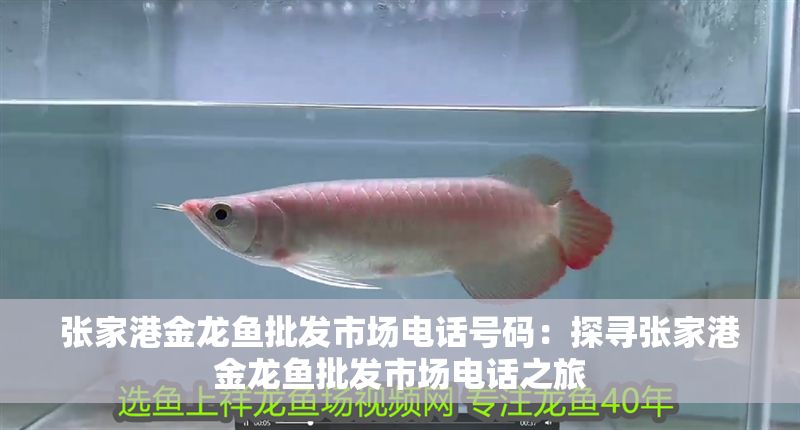 張家港金龍魚批發市場電話號碼：探尋張家港金龍魚批發市場電話之旅
