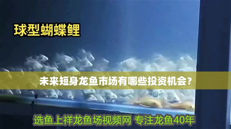 未來短身龍魚市場有哪些投資機會？