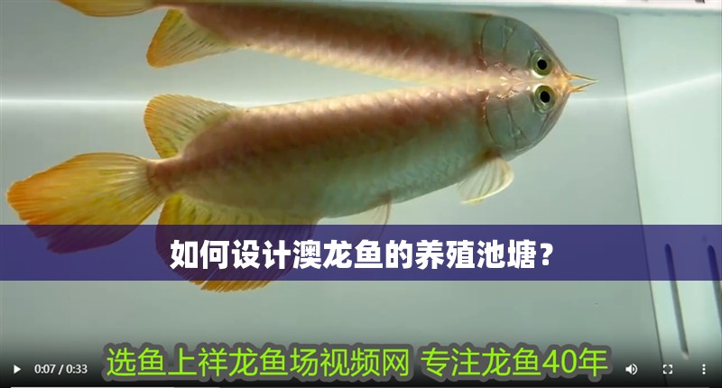 如何設計澳龍魚的養殖池塘？