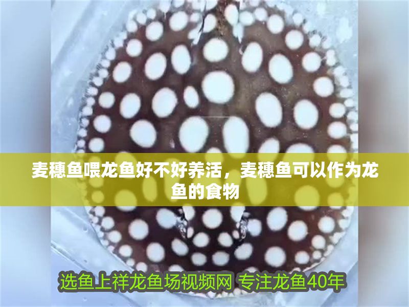 麥穗魚喂龍魚好不好養活，麥穗魚可以作為龍魚的食物