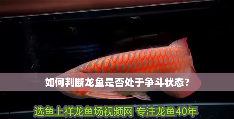 如何判斷龍魚是否處于爭斗狀態？