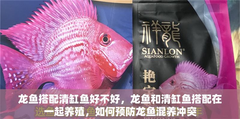 龍魚搭配清缸魚好不好,龍魚和清缸魚搭配在一起養(yǎng)殖,如何預(yù)防龍魚混養(yǎng)沖突 龍魚百科 第2張 龍魚搭配清缸魚好不好,龍魚和清缸魚搭配在一起養(yǎng)殖,如何預(yù)防龍魚混養(yǎng)沖突 龍魚搭配清缸魚好不好,龍魚和清缸魚搭配在一起養(yǎng)殖,如何預(yù)防龍魚混養(yǎng)沖突 龍魚百科 第2張