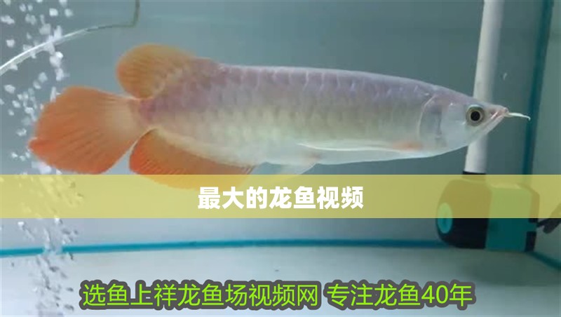 最大的龍魚視頻