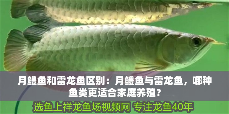 月鱧魚和雷龍魚區別：月鱧魚與雷龍魚，哪種魚類更適合家庭養殖？