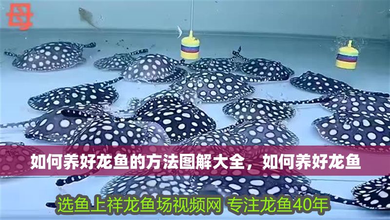 如何養好龍魚的方法圖解大全,如何養好龍魚 龍魚百科 第6張 如何養好龍魚的方法圖解大全,如何養好龍魚 如何養好龍魚的方法圖解大全,如何養好龍魚 龍魚百科 第6張