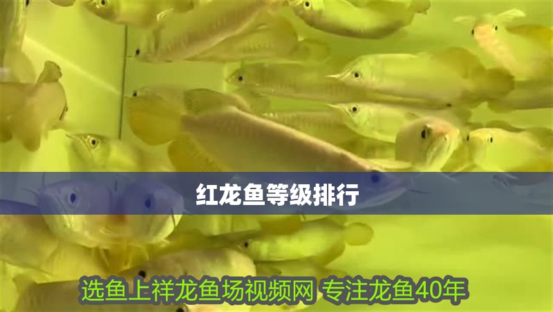 紅龍魚等級排行