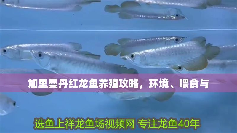 加里曼丹紅龍魚養殖攻略，環境、喂食與