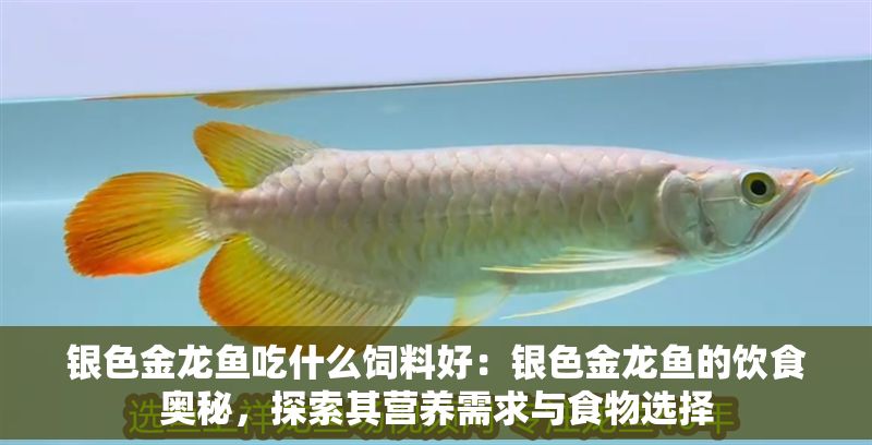 銀色金龍魚吃什么飼料好：銀色金龍魚的飲食奧秘，探索其營養需求與食物選擇