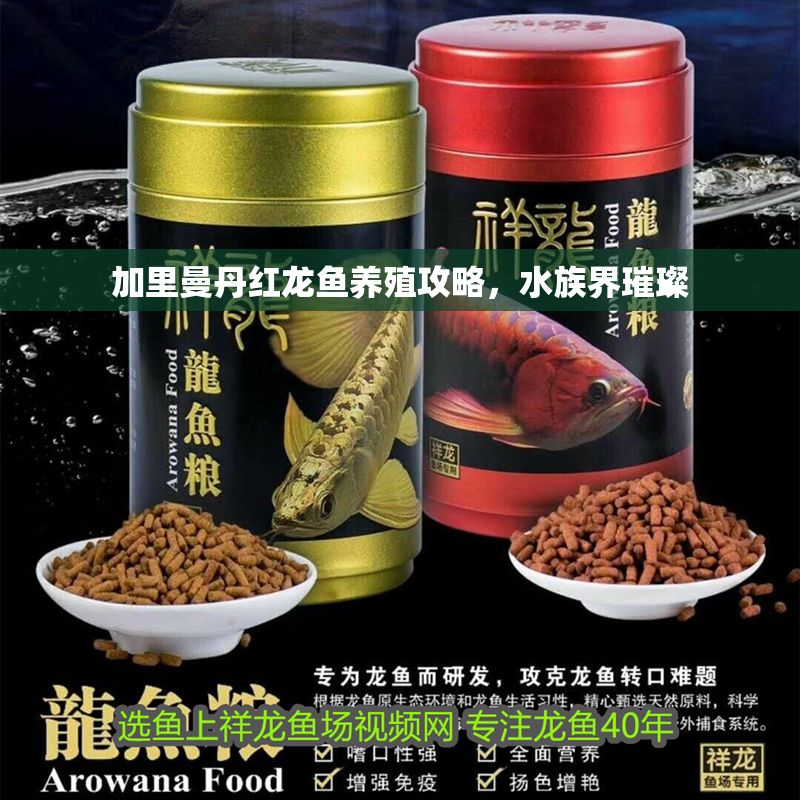 加里曼丹紅龍魚養殖攻略，水族界璀璨
