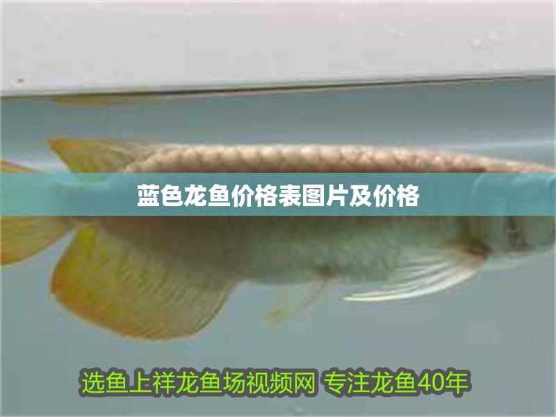 藍色龍魚價格表圖片及價格