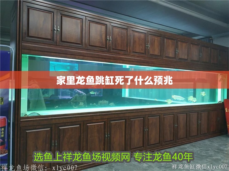 家里龍魚跳缸死了什么預(yù)兆