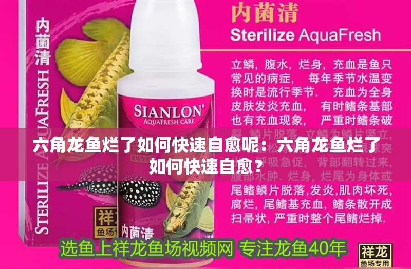 六角龍魚爛了如何快速自愈呢：六角龍魚爛了如何快速自愈？