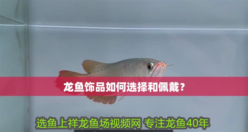 龍魚(yú)飾品如何選擇和佩戴？