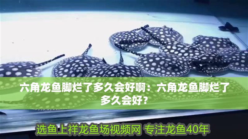 六角龍魚腳爛了多久會好啊：六角龍魚腳爛了多久會好？