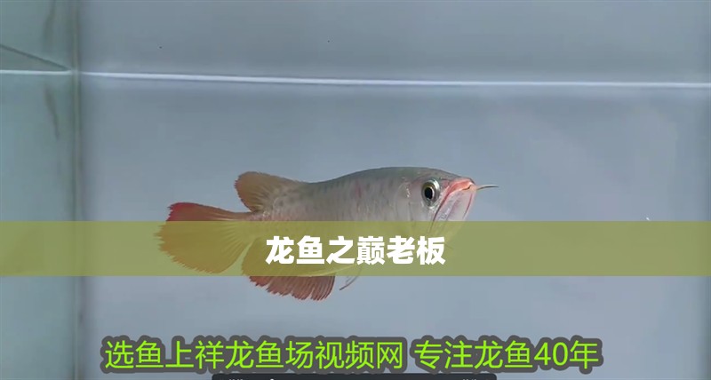 龍魚之巔老板