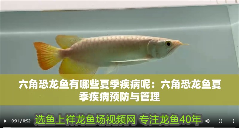 六角恐龍魚有哪些夏季疾病呢：六角恐龍魚夏季疾病預(yù)防與管理