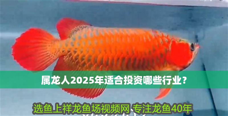 屬龍人2025年適合投資哪些行業(yè)？