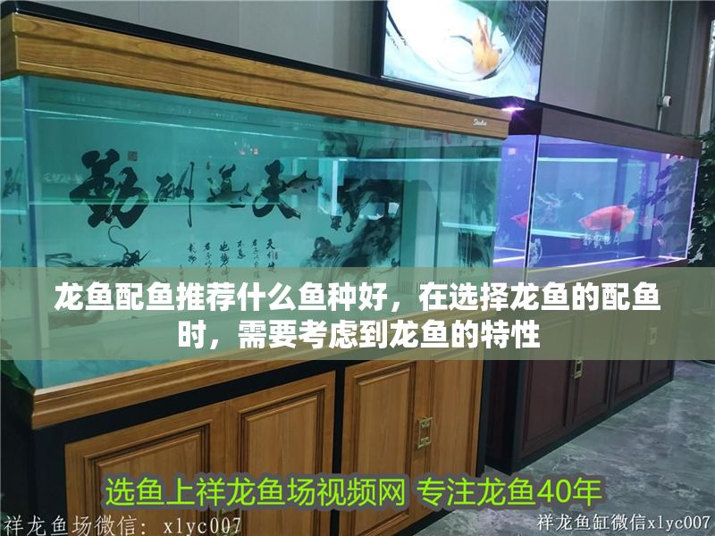 龍魚配魚推薦什么魚種好，在選擇龍魚的配魚時，需要考慮到龍魚的特性
