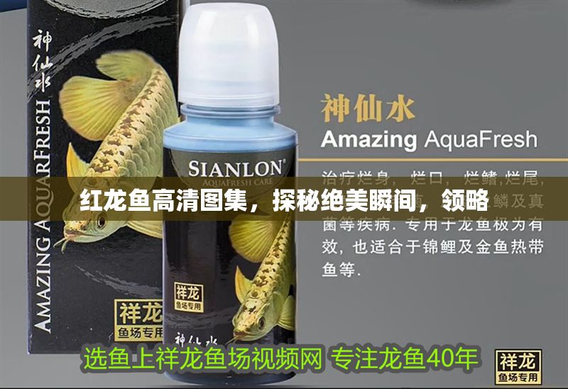 紅龍魚高清圖集，探秘絕美瞬間，領略
