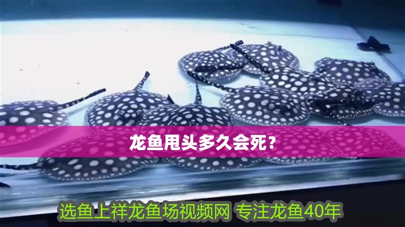 龍魚(yú)甩頭多久會(huì)死？