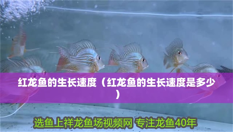 紅龍魚的生長速度（紅龍魚的生長速度是多少）