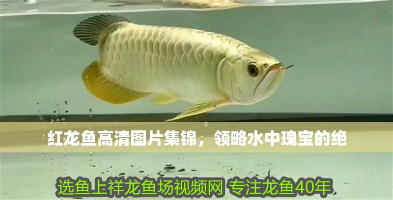 紅龍魚高清圖片集錦，領(lǐng)略水中瑰寶的絕