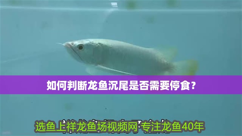 如何判斷龍魚沉尾是否需要停食？