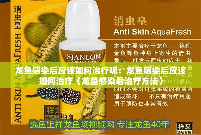 龍魚感染后應該如何治療呢：龍魚感染后應該如何治療（龍魚感染后治療方法）