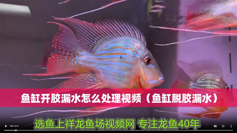 魚缸開膠漏水怎么處理視頻（魚缸脫膠漏水）