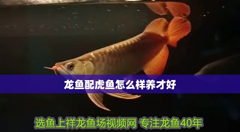 龍魚配虎魚怎么樣養(yǎng)才好