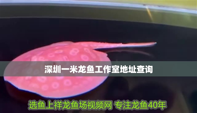 <strong><mark>深圳</mark></strong>一米龍魚工作室地址查詢