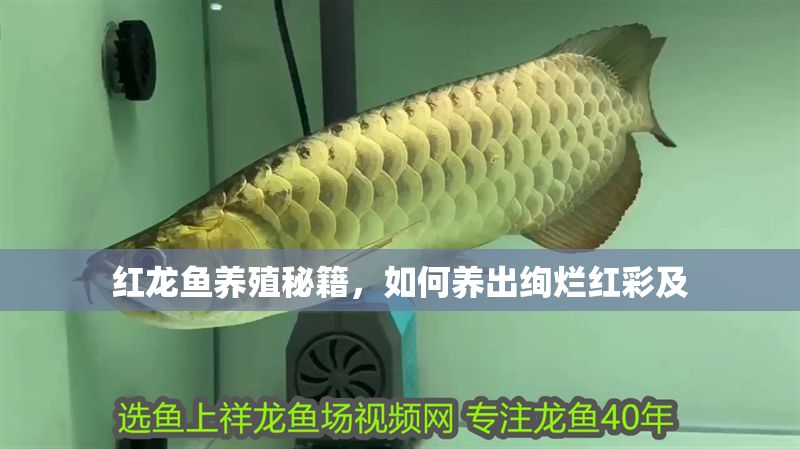 紅龍魚養(yǎng)殖秘籍，如何養(yǎng)出絢爛紅彩及