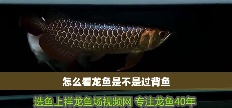怎么看龍魚是不是過背魚