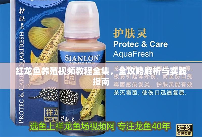 紅龍魚(yú)養(yǎng)殖視頻教程全集，全攻略解析與實(shí)踐指南 紅龍魚(yú)養(yǎng)殖視頻教程全集，全攻略解析與實(shí)踐指南 龍魚(yú)百科 第1張