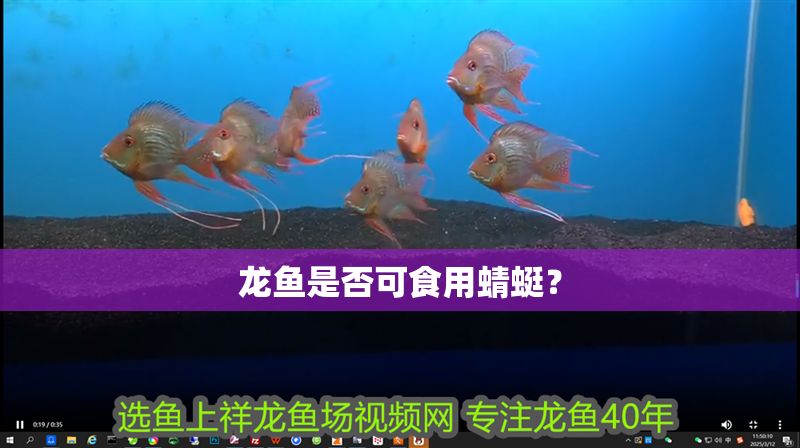 龍魚(yú)是否可食用蜻蜓？