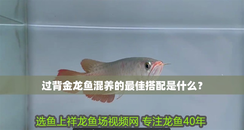 過背金龍魚混養的最佳搭配是什么？