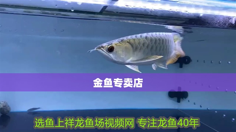 金魚專賣店