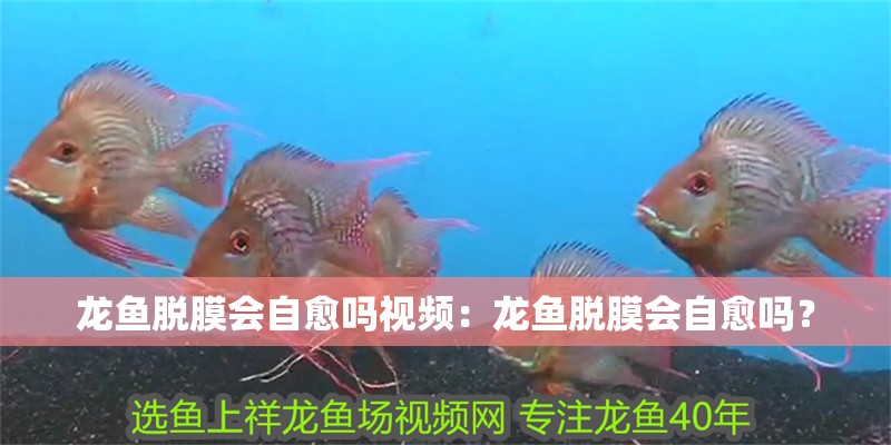 龍魚脫膜會自愈嗎視頻：龍魚脫膜會自愈嗎？