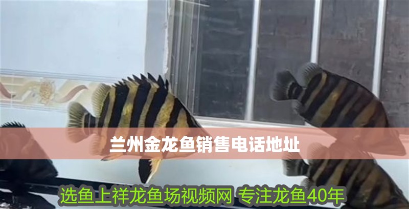 蘭州金龍魚(yú)銷售電話地址