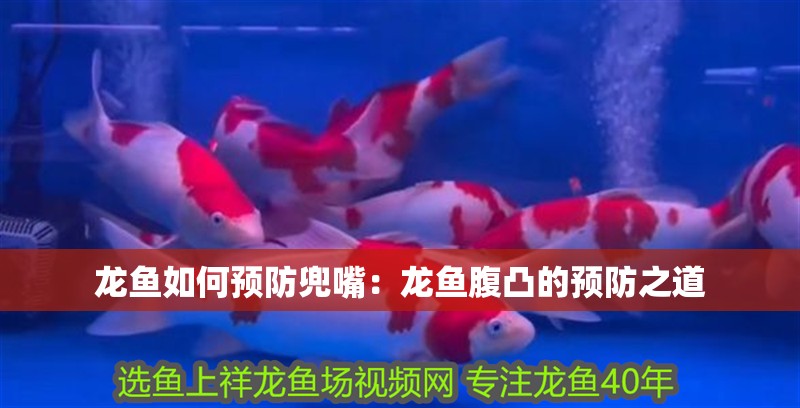 龍魚如何預防兜嘴：龍魚腹凸的預防之道
