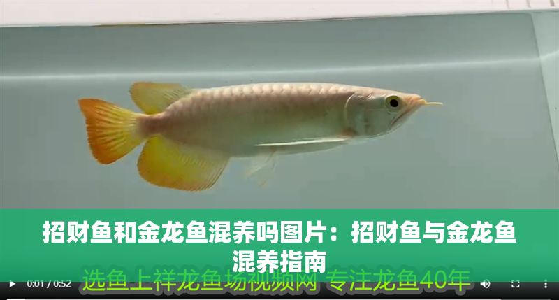 招財魚和金龍魚混養(yǎng)嗎圖片：招財魚與金龍魚混養(yǎng)指南